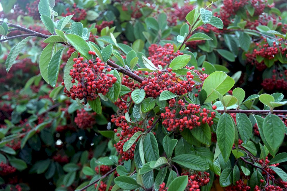 D088ap-1088-1-Puerto-Varas-Cotoneaster-10-4-m.jpg