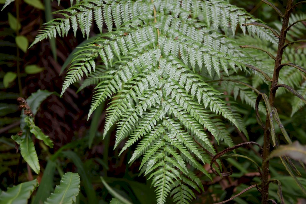 D099ap-1125-1-Puerto-Varas-Cerro-Philippi-Farn-17-4-m.jpg