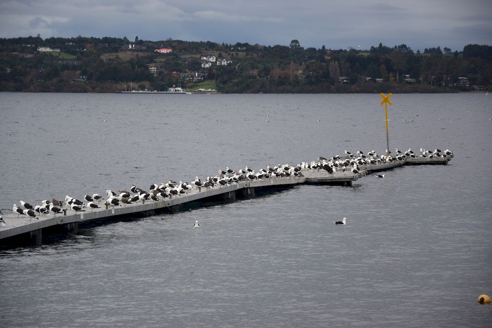 E20ap-0308-1-Puerto-Varas-Lago-Llanquihue-Steg-Gaviotas-13-5-m.jpg