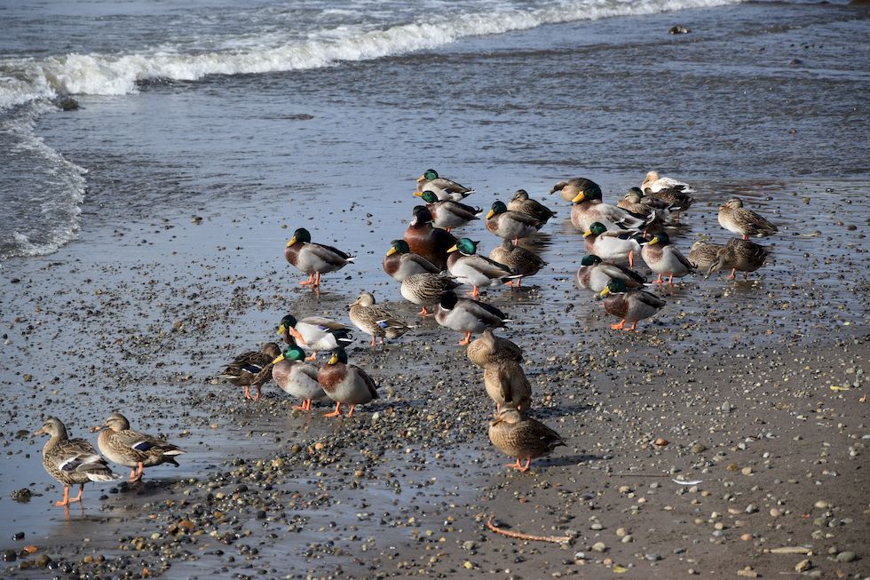 E37ap-0359-1-Puerto-Varas-Mole-Enten-23-5-m.jpg