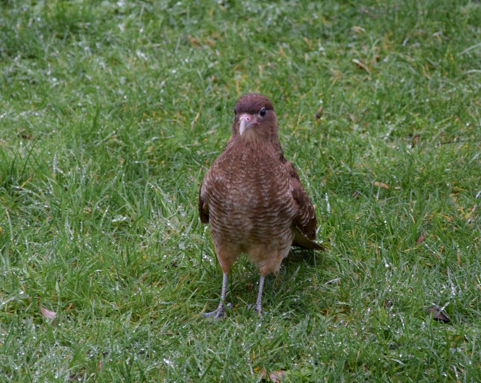 E73ap-0501-1-Puerto-Varas-Tiuque-14-6-m.jpg