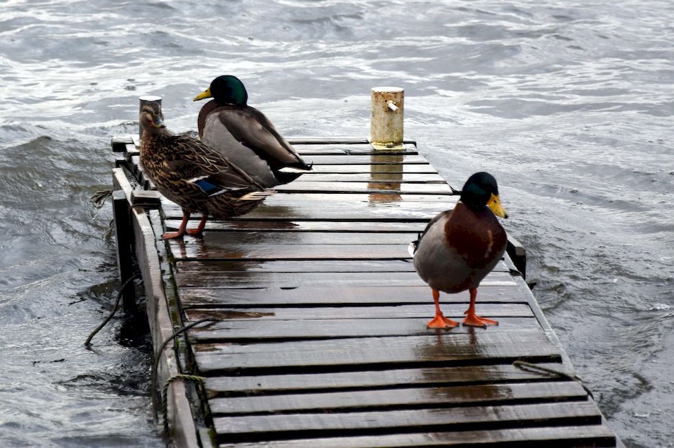 F049ap-812-1-Puerto-Varas-Mole-Enten-31-7-m.jpg