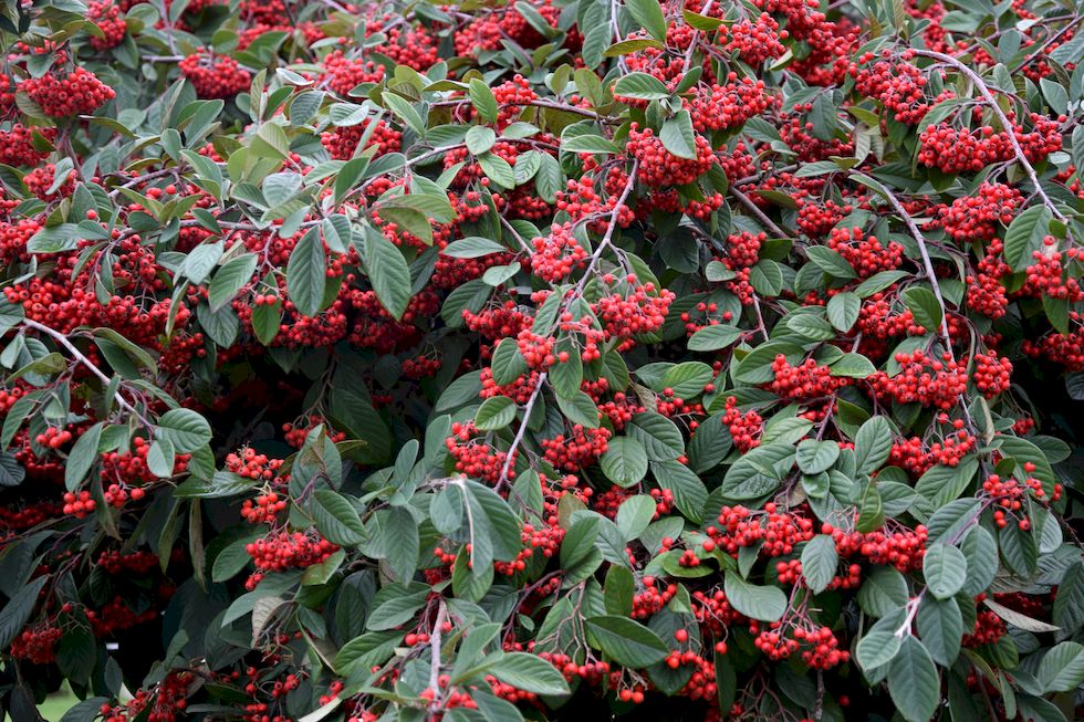 F052ap-821-1-Puerto-Varas-Cotoneaster-1-8-m.jpg