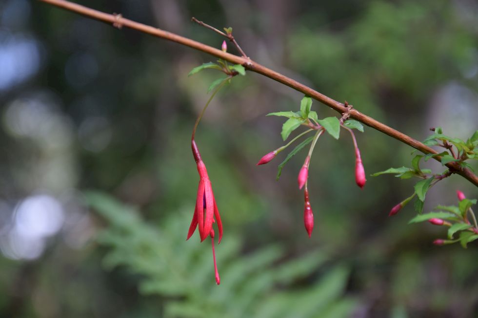 F069ap-891-1-Puerto-Varas-Cerro-Philippi-Chilco-11-8-m.jpg