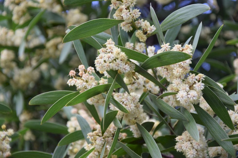 F076ap-912-1-Puerto-Varas-Acacia-15-8-m.jpg