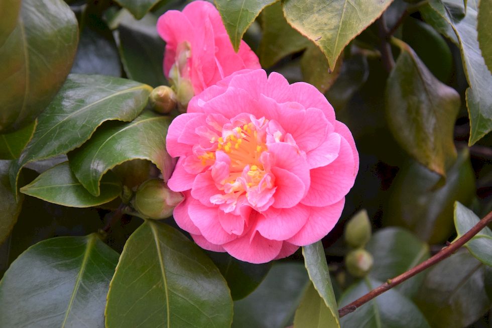 F078ap-918-1-Puerto-Varas-Camelia-15-8-m.jpg