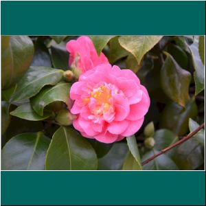 F078ap-918-1-Puerto-Varas-Camelia-15-8