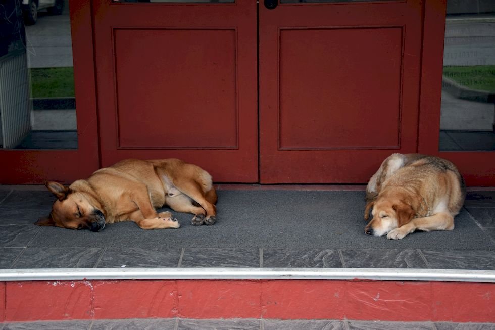 G005ap-0214-1-Puerto-Varas-Hunde-vor-der-Hosteria-Outsider-3-9-m.jpg