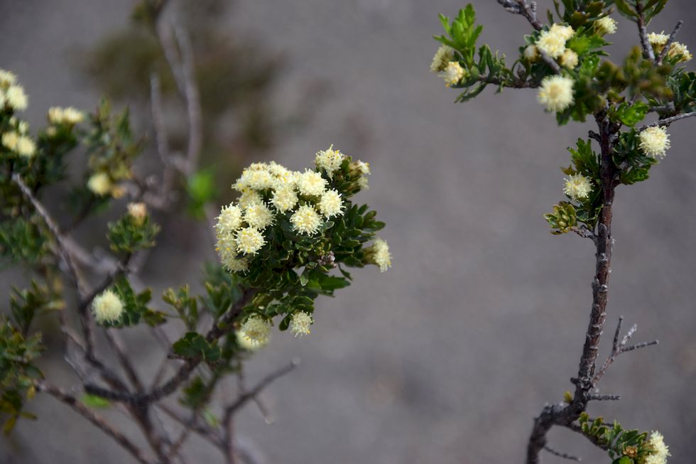 G089ap-0636-1-Puerto-Varas-El-Solitario-Baccharis-Magellanica-1-10-m.jpg