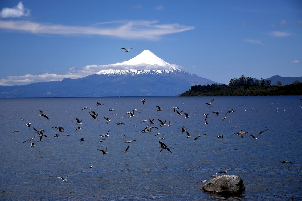 G154ap-0938-1-Puerto-Varas-Lago-Llanquihue-Moewen-25-10-m.jpg