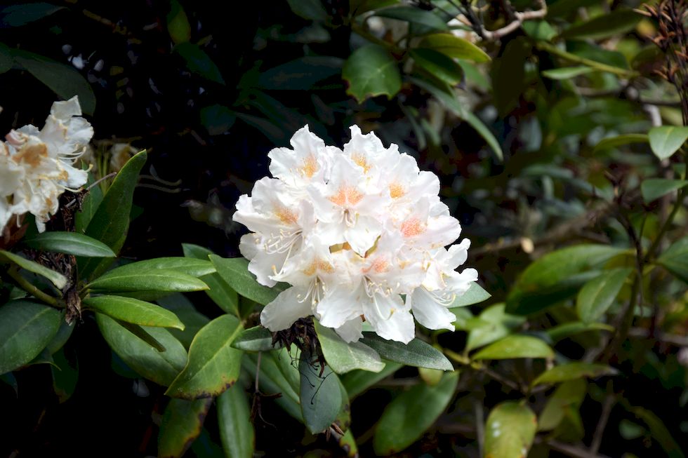 H005ap-0017-1-Puerto-Varas-Cerro-Philippi-Rhododendron-2-11-m.jpg