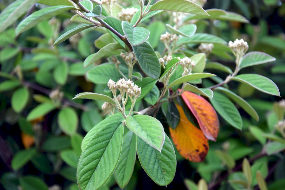 H047ap-0188-1-Puerto-Varas-Cotoneaster-30-11-m.jpg