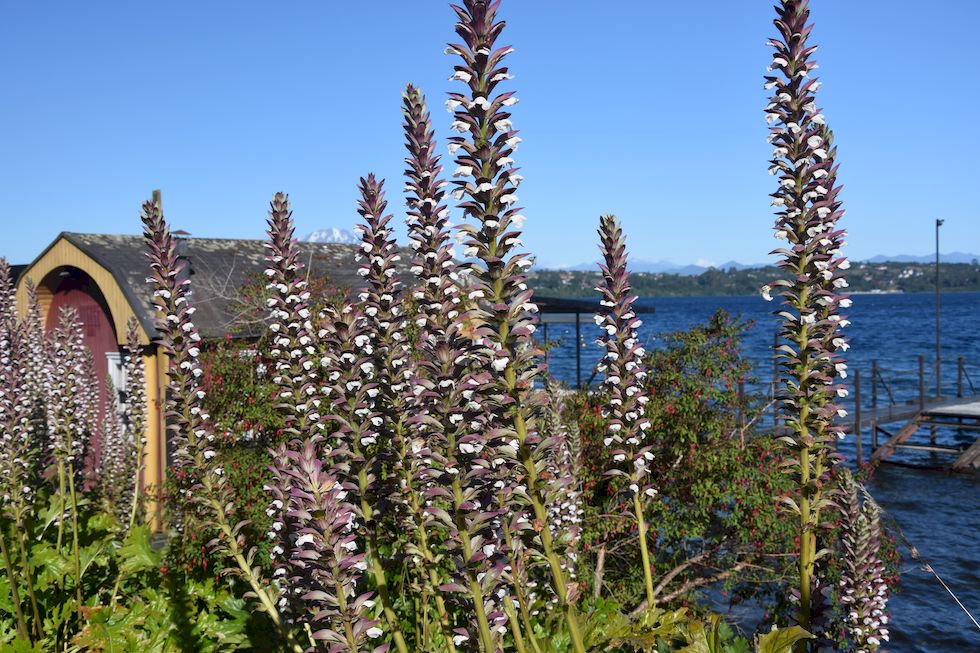 I007ap-0759-1-Puerto-Varas-Acanthus-mollis-11-1-m.jpg