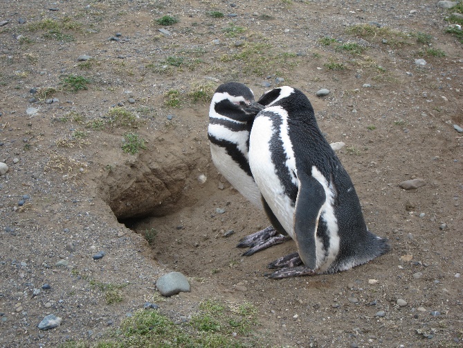 Magellanpinguine auf der Isla Magdalena