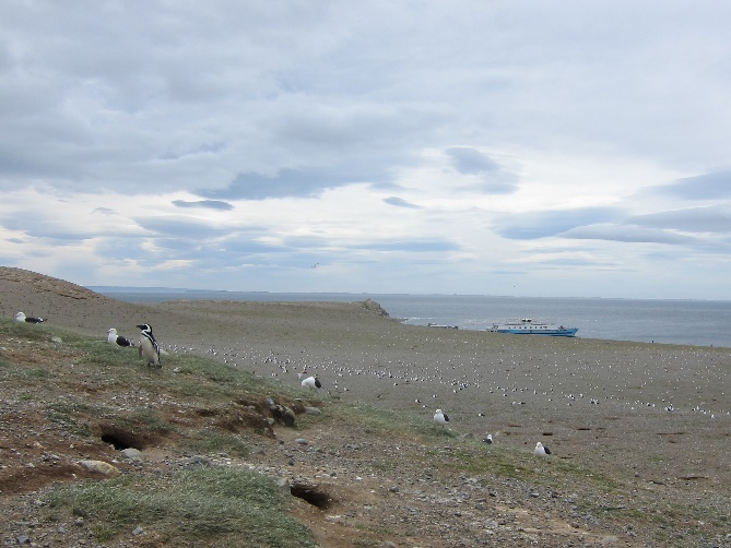 Magellanpinguine auf der Isla Magdalena