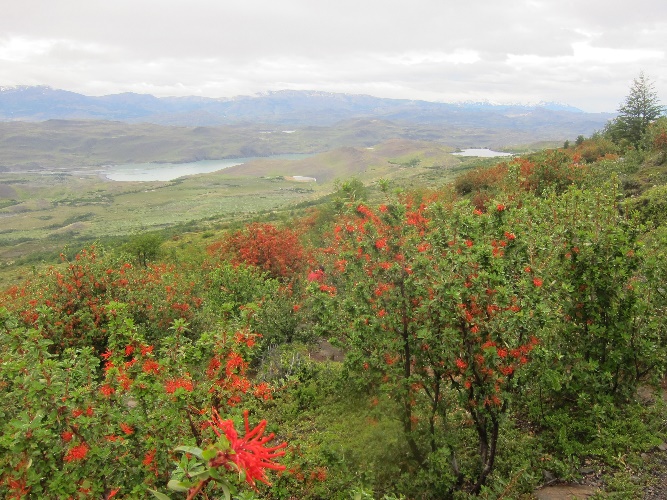 Torres del Paine, Notro, chilenischer Feuerbusch