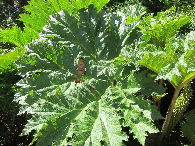 Nalca, Mammutblatt, Gunnera tinctoria