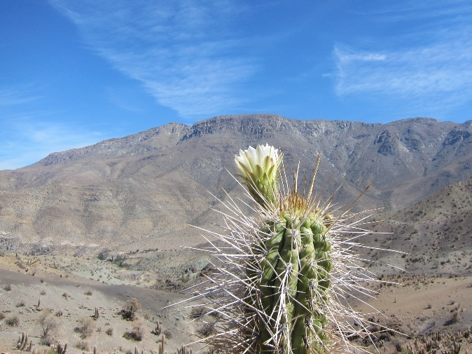 Kaktus in der Halbwüste bei Hurtado