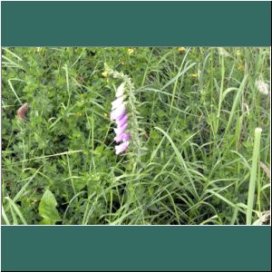 Cerro Philippi, Fingerhut, Digitalis pupurea