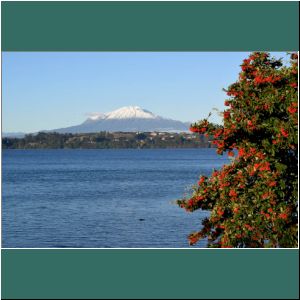 Vulkan Calbuco, Lago Llanquihue, Cotoneaster