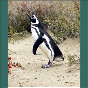 Monte León, Magellanpinguin