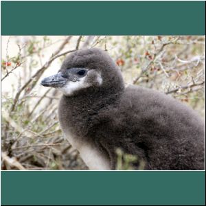 Monte León, junger Pinguin