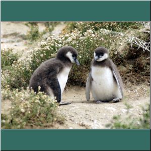 Monte León, zwei junge Pinguine