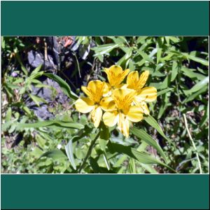 Bosque de Arrayanes, Blume am Wegesrand, 14.1.2019