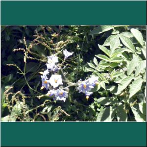 Bosque de Arrayanes, Blume am Wegesrand, 14.1.2019