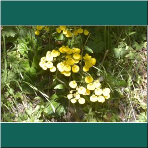 Bosque de Arrayanes, Blume am Wegesrand, 14.1.2019