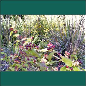 Cerro Philippi, Flora, 18.1.2019