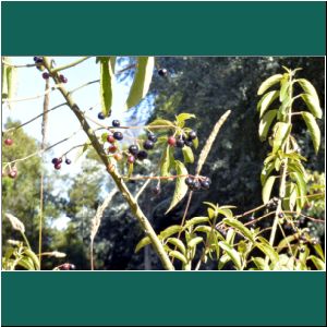 Cerro Philippi, Flora, 18.1.2019