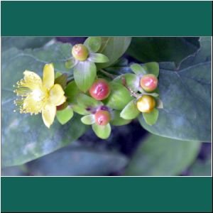 Cerro Philippi, Johanniskraut, Toda buena, Hypericum androsaemum, 19.1.2019