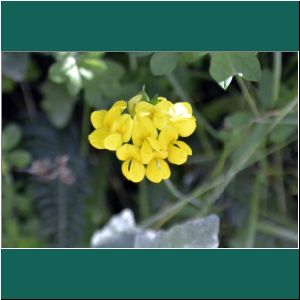 Cerro-Philippi,Capachito, Calceolaria integrifolia, 27.1.2019