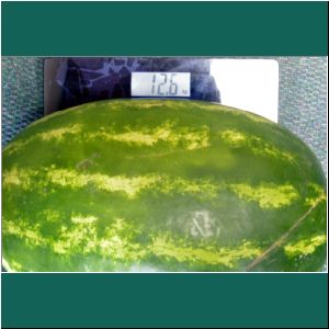 Wassermelone mit 12,6 Kilo, 28.1.2019