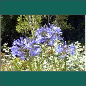 Cerro Philippi, Agapanto azul, Agapanthus africanus, 31.1.2019