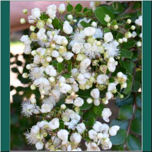 Wanderung in Petrohue, Arrayan, Luma apiculata, 17.2.2019