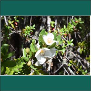 Wanderung in Petrohue, Ulmo, 17.2.2019