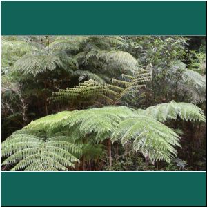 Nationalpark Alerce Andino, Farn Lophosoria Quadripinnata, 20.2.2019