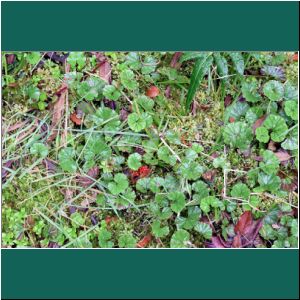 Nationalpark Alerce Andino, Gunnera magellanica, 20.2.2019