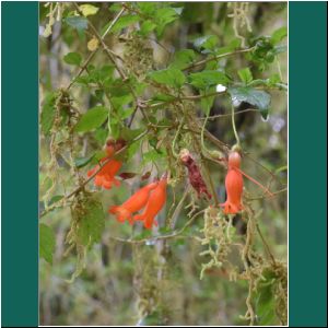 Nationalpark Alerce Andino, Botellitos, 20.2.2019