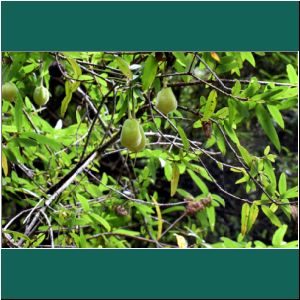 Nationalpark Alerce Andino, Chaquihue, Crinodendron hookerianum, 20.2.2019