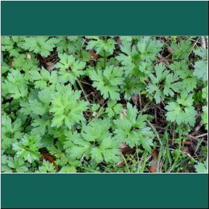 Nationalpark Alerce Andino, Kriechender Hahnenfuss, Boton de Oro, Ranunculus repens, 20.2.2019