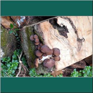 Pilze im Nationalpark Alerce Andino, 20.2.2019