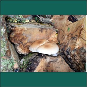 Pilze im Nationalpark Alerce Andino, 20.2.2019