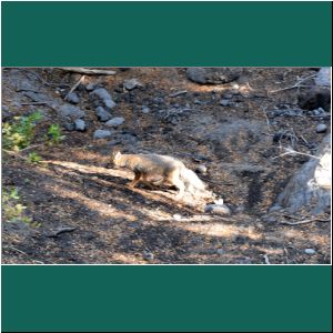 Saltos del Petrohue, Graufuchs, 25.2.2019