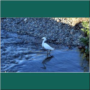 Schmuckreiher, Garza chica, Egretta thula, 7.4.2019