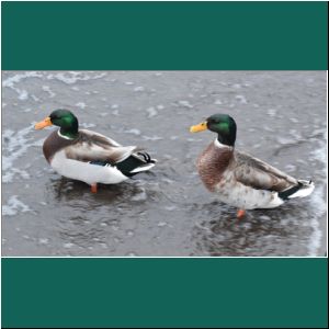 Stockenten im Lago Llanquihue, 11.5.2019