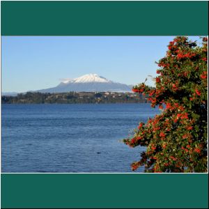 Vulkan Calbuco, Lago Llanquihue, Cotoneaster, 20.5.2019