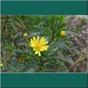 Jakobskreuzkraut, Senecio jacobaea, 7.9.2019